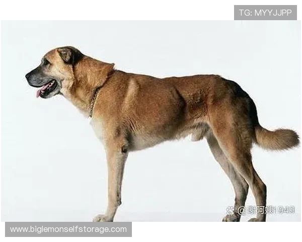 足球明星们的宠物选择揭秘：他们更爱狗还是猫的背后故事